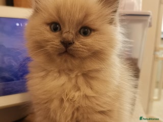 Ragdoll cats Stunning TICA Ragdoll Kittens - Mink, Sepia, - Advert 7