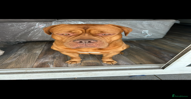 Dogue De Bordeaux dogs Kenzduo Ultra-Calm KC Registered Dogue de Bordeaux - Advert 5