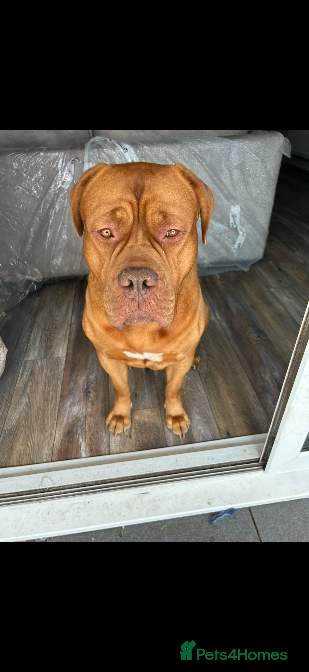 Dogue De Bordeaux dogs for stud: Kenzduo Ultra-Calm KC Registered Dogue de Bordeaux - Advert 3