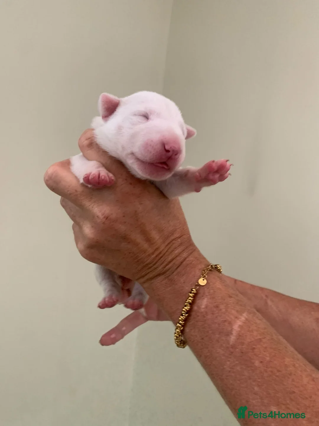English Bull Terrier dogs for sale: Outstanding Quality Bull Terrier Puppies - Advert 2