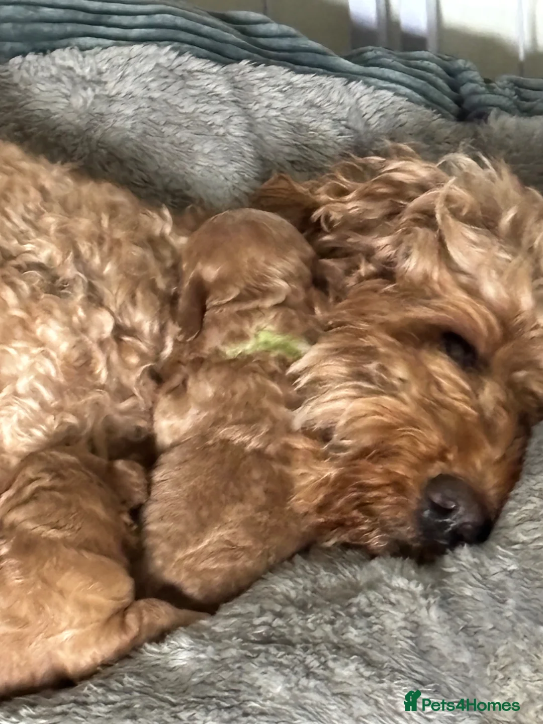 Mixed Breed dogs for sale: F1B cockapoos  in Wrexham - Advert 9