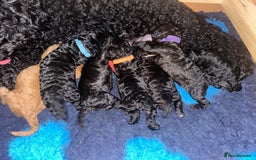 Cockapoo dogs for sale: F1b Cockapoo  - Image 8