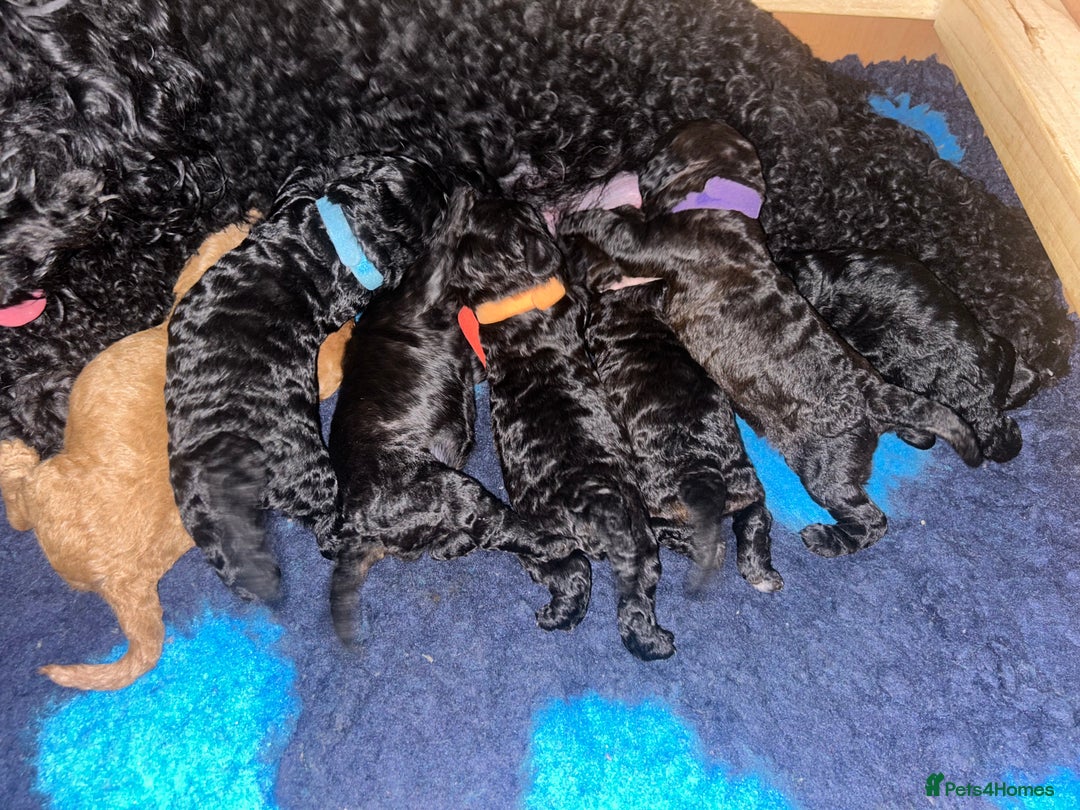 Cockapoo dogs for sale: F1b Cockapoo  - Image 8