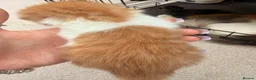Mixed Breed cats for sale: Maine coon cross kittens  - Advert 8
