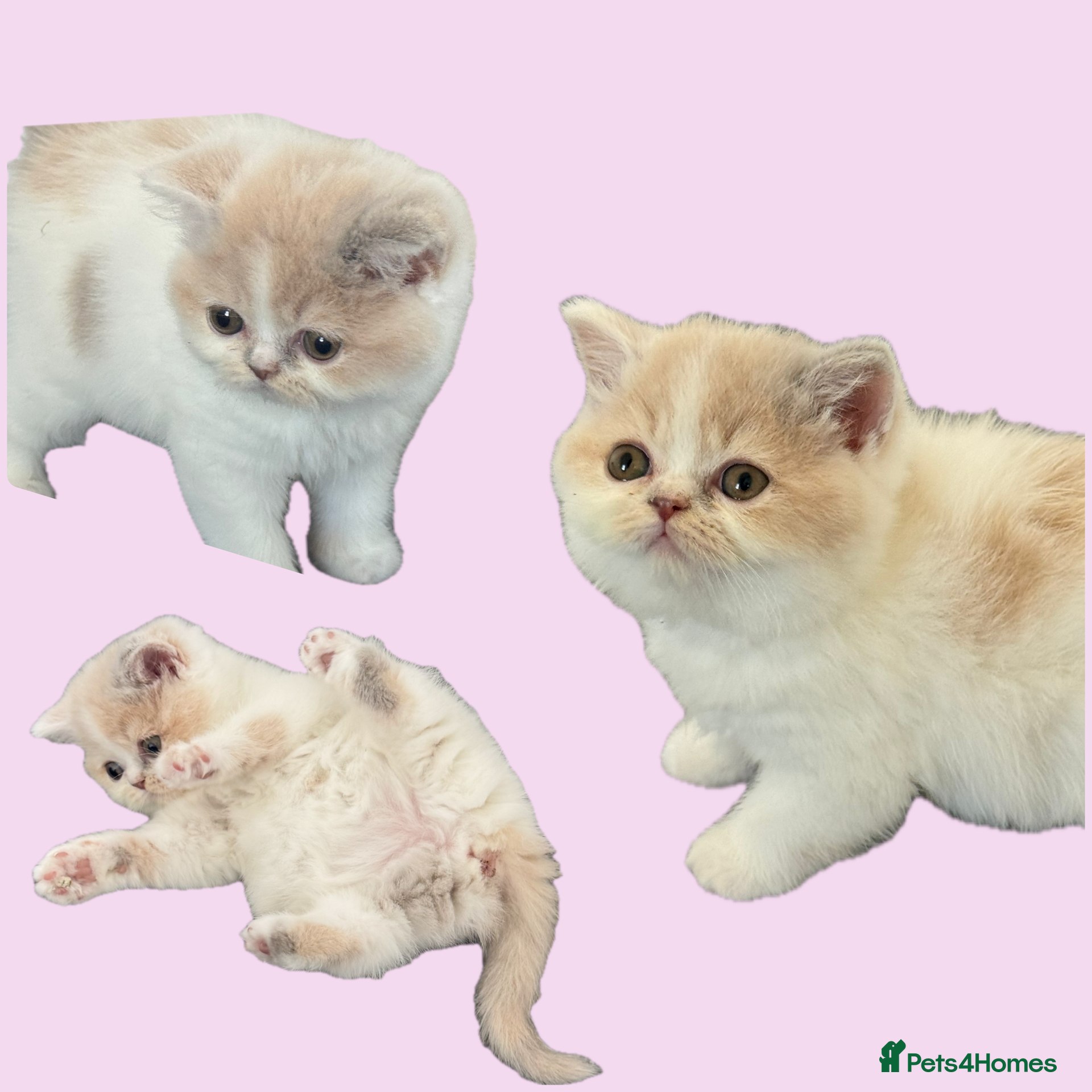 British Shorthair cats Ready end June !TICA SGC & CH daughter,stunning! - Advert 5