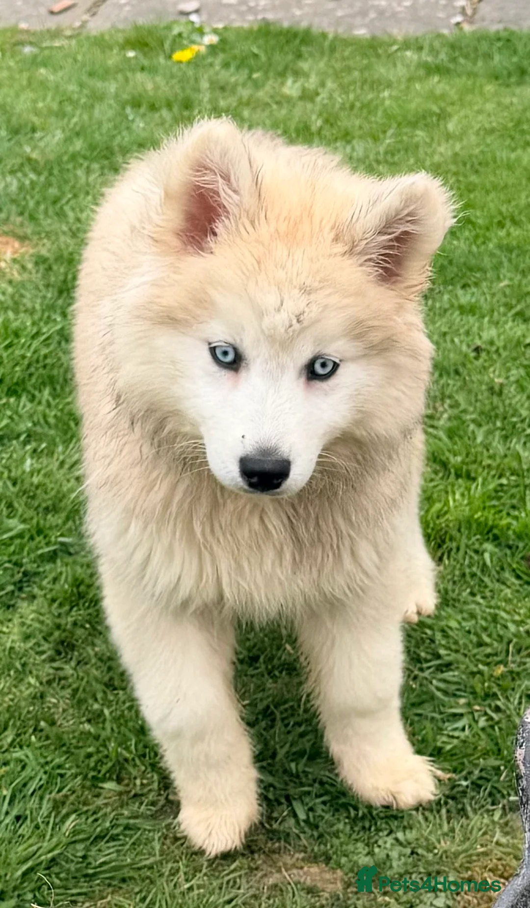 Mixed Breed dogs for sale: Pomsky puppies - Advert 20