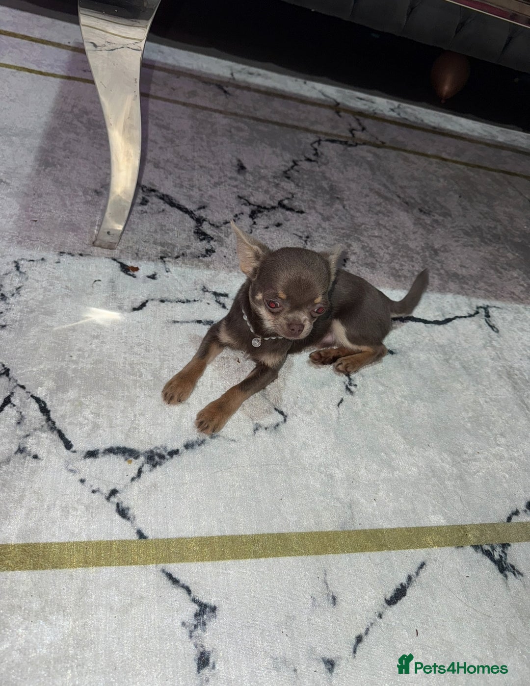 Chihuahua dogs for sale: Gorgeous chihuahua puppy ready for  **   - Advert 4