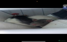 Rat rodents for sale: 2 male rats.  - Image 5
