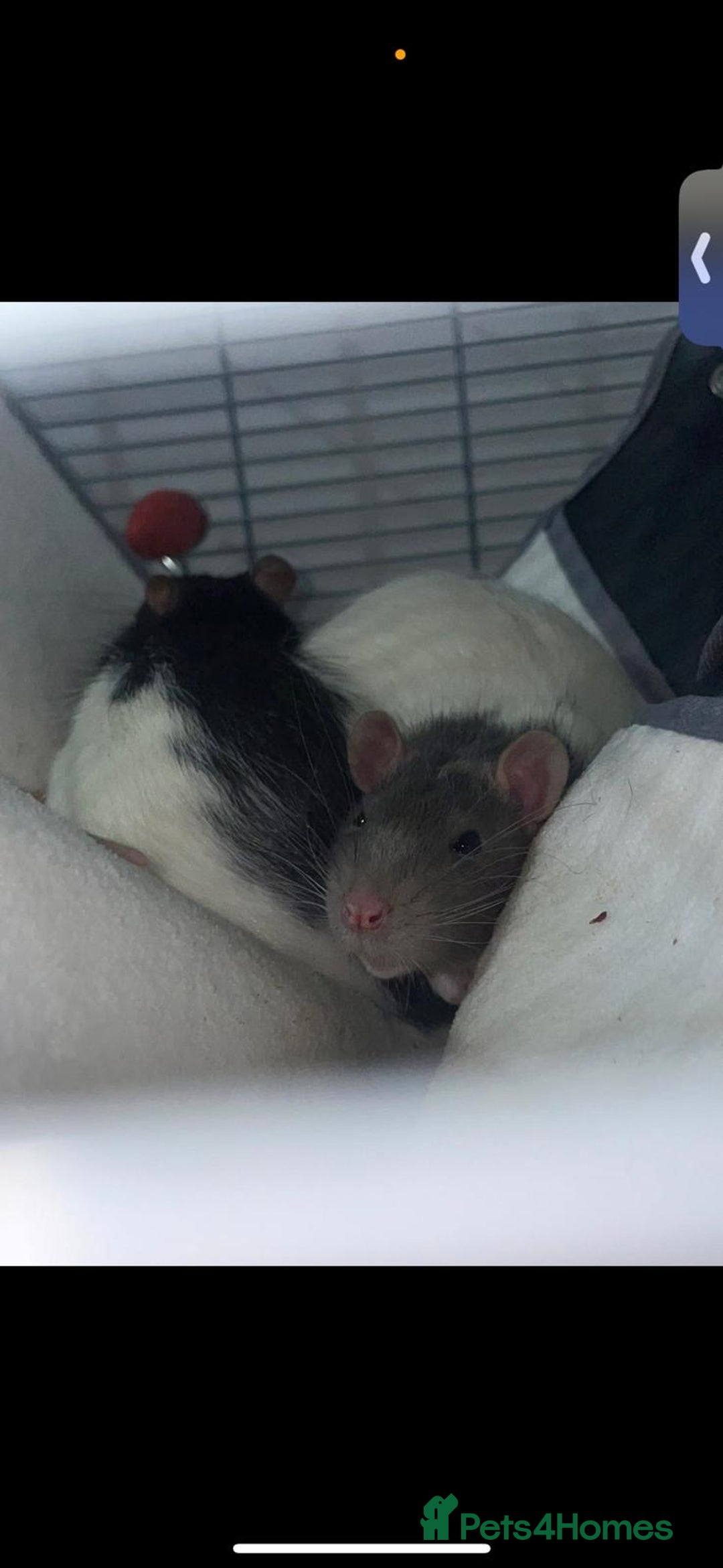 Rat rodents for sale: 2 male rats.  - Image 5
