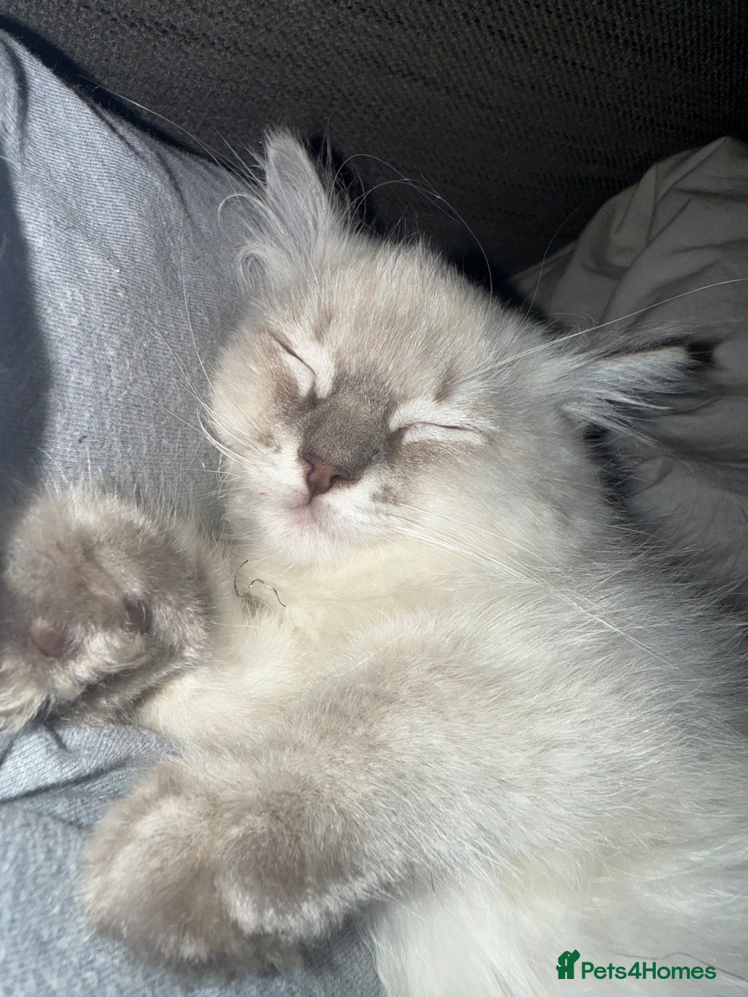 Ragdoll cats for sale: GCFF and FIFE Ragdoll.Champions line!Available now - Image 16