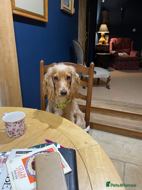 Cocker Spaniel dogs Lemon Cocker Spaniels ( One Boy left ) - Advert 2