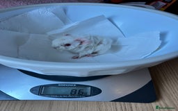 Guinea Pig rodents for sale: Beautiful Otter colour full peruvian& 3 PEWs   - Advert 16