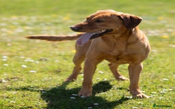 Labrador Retriever dogs for stud: Stunning Proven Fox Red Labrador For Stud in Stoke-on-Trent - Image 10