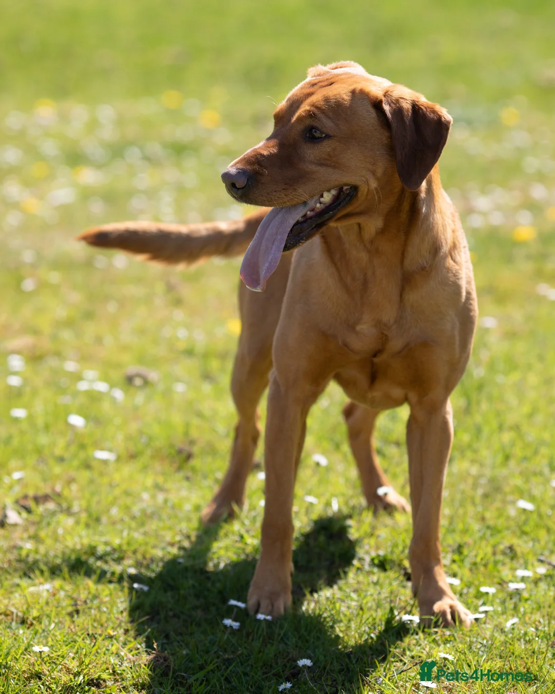 Labrador Retriever dogs for stud: Stunning Proven Fox Red Labrador For Stud in Stoke-on-Trent - Advert 10