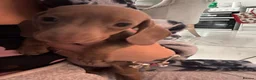 Dachshund dogs for sale: 🩷🩷🩷 DACHSHUNDS GIRLS 🩷🩷🩷 - Advert 8