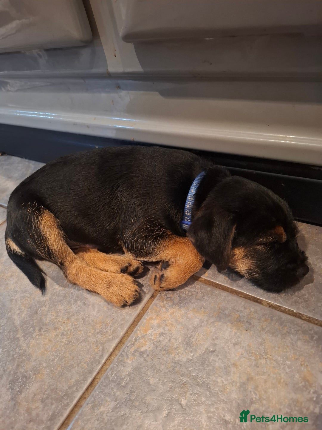 Border Terrier dogs for sale: Border Terrier KC registered 3x dogs for sale - Image 7