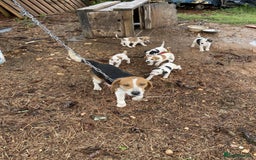 Beagle dogs for sale: Adorable Male & Female Beagle Puppies  - Image 4