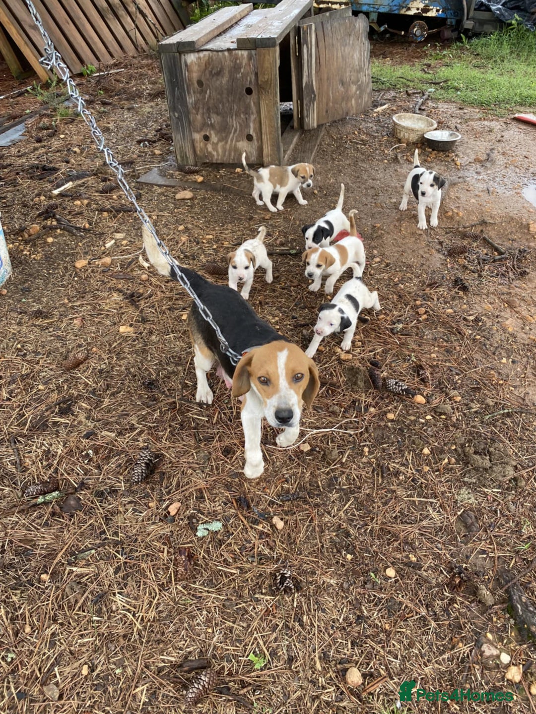 Beagle dogs for sale: Adorable Male & Female Beagle Puppies  - Image 4