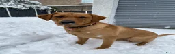 Labrador Retriever dogs for sale: Labrador Retriever  in Colchester - Advert 14