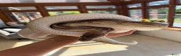 Python Snake reptiles for sale: CB14 female cinnamon pastel butter ball python in Westbury - Advert 2