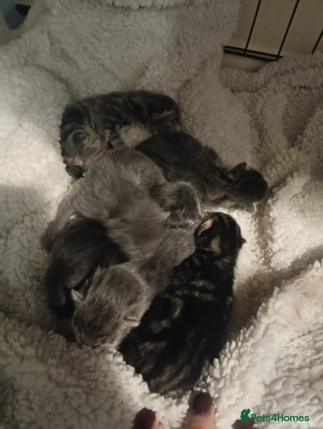 Mixed Breed cats for sale: Beautiful grey/tabby kittens - Advert 8