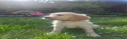 Mixed Breed dogs for sale: Golden retriever x cockapoo boy puppy - Advert 13