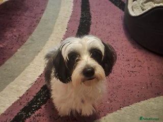 Mixed Breed dogs Bichon lady -A gorgeous and obedient lady (Fufy) - Advert 1