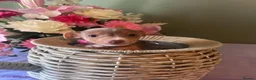 Jack Russell dogs for sale: Wenlock Jack Russells  - Advert 8