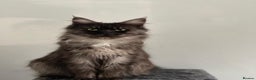 Maine Coon cats for sale: Pedigree Tica Russian Import line Maine Coons - Advert 37