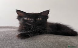 Ragdoll cats for sale: 🏡 Loving Homes Needed - Image 1