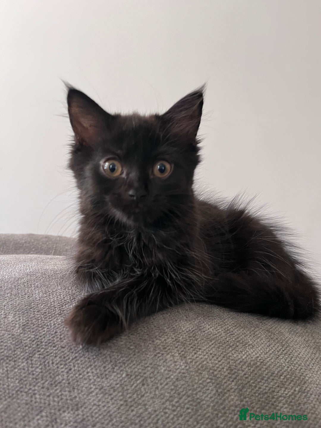Ragdoll cats for sale: 🏡 Loving Homes Needed - Image 1