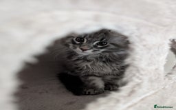 Maine Coon cats for sale: Maine Coon Kittens GCCF - Image 16