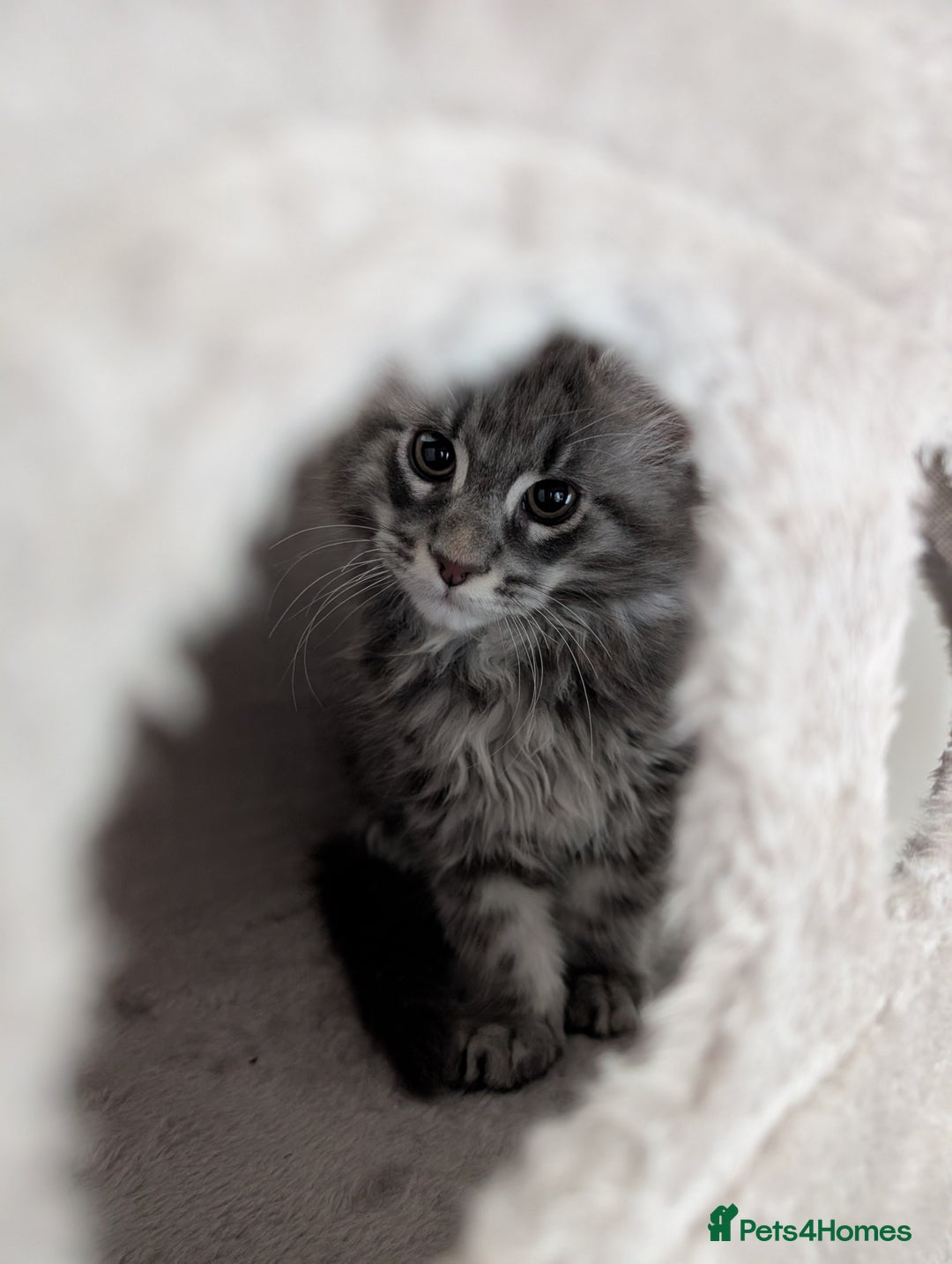 Maine Coon cats for sale: Maine Coon Kittens GCCF - Image 16