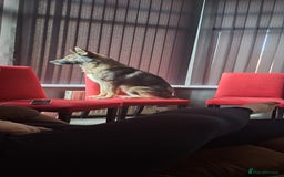 Mixed Breed dogs for sale: Jenson - Advert 2