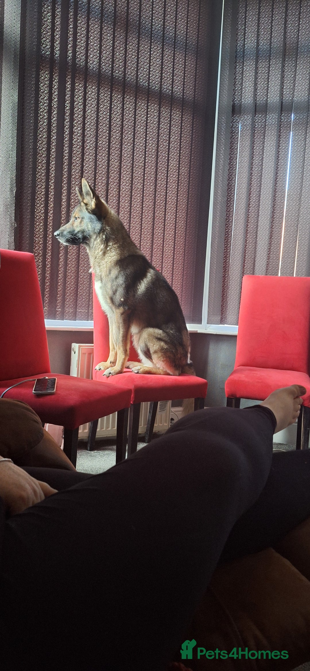 Mixed Breed dogs for sale: Jenson - Advert 2