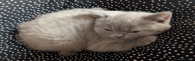 Selkirk Rex 4