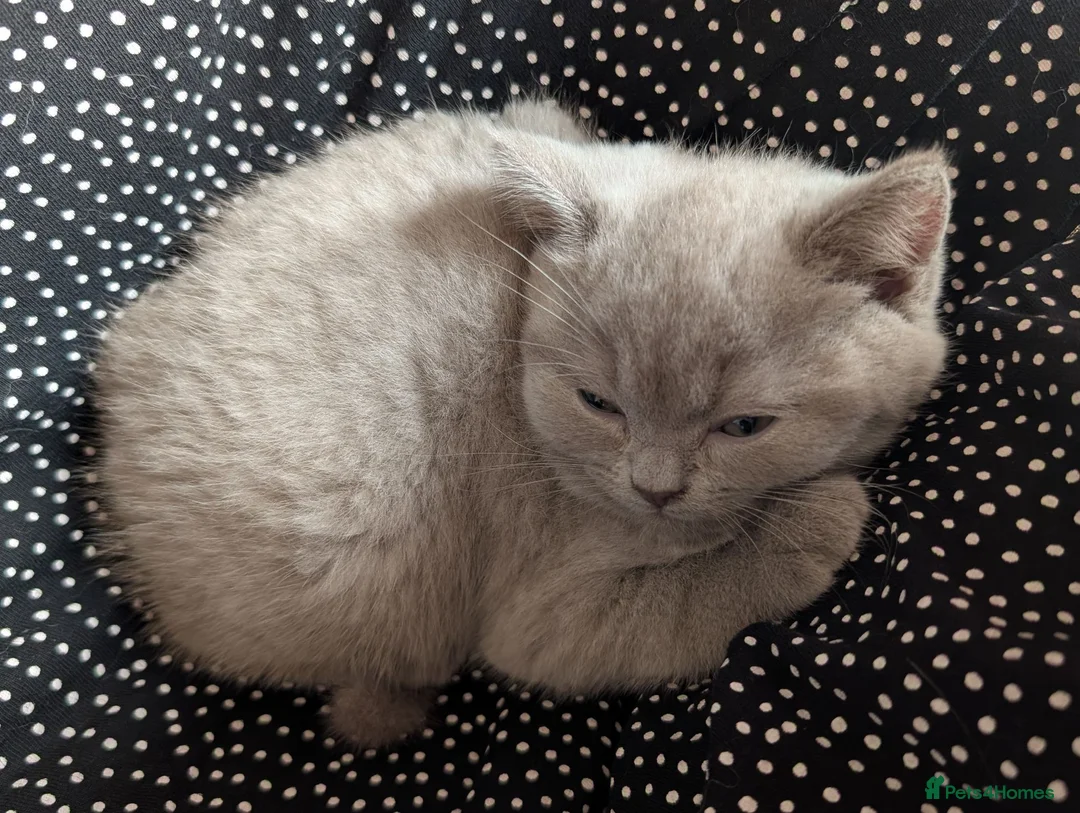 Selkirk Rex cats for sale: 😻 Stunning Selkirk Rex Kittens 😻 - Advert 40