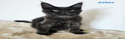 Maine Coon cats for sale: 7 GORGEOUS MAINE COON BOYS - Advert 7