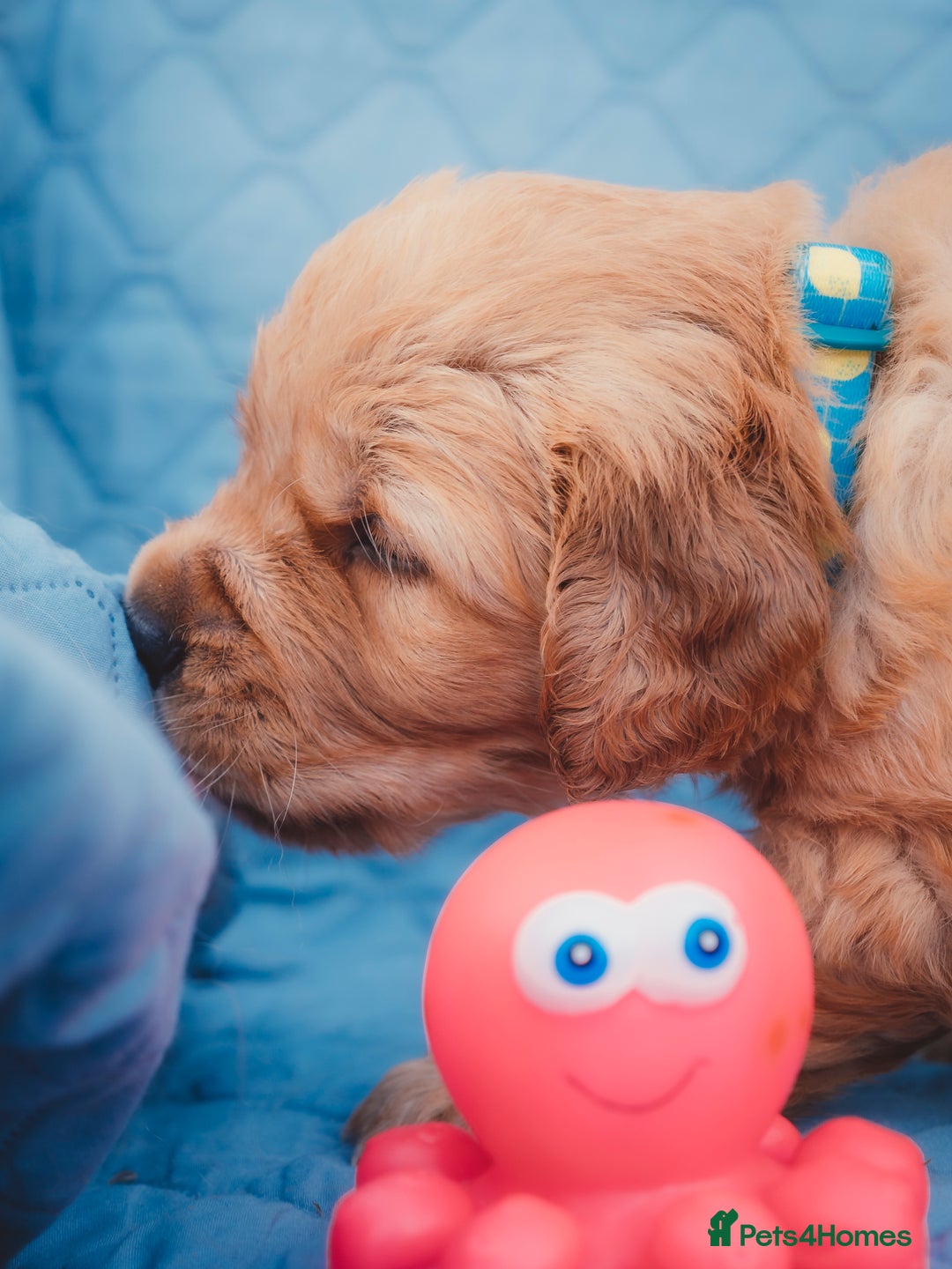 Golden Retriever dogs for sale: Golden Retriever Puppies KC Dad  - Image 5