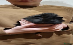 Guinea Pig rodents for sale: Female Guinea Pig - Image 1