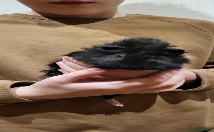 Guinea Pig rodents - Advert 3