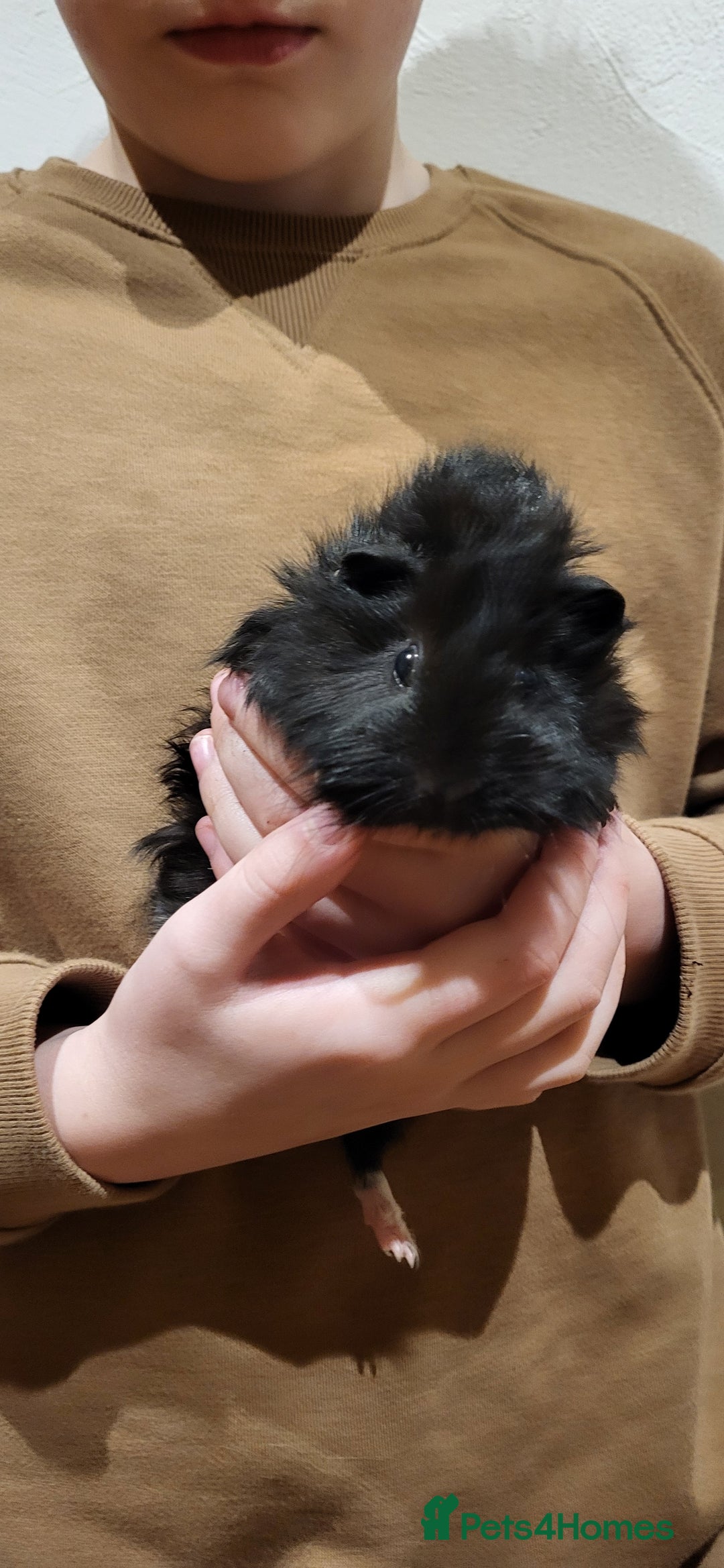 Guinea Pig rodents for sale: Female Guinea Pig - Image 1