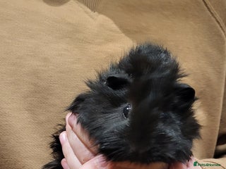 Guinea Pig rodents for sale - Advert 2