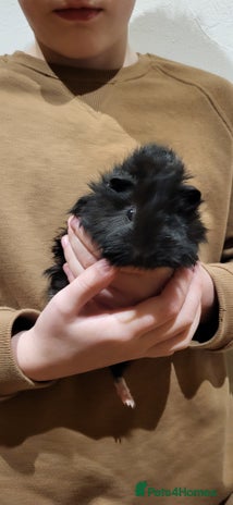 Guinea Pig rodents - Advert 1