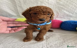 Goldendoodle dogs for sale: 👑Superb Rare Toy/Mini Deepest Red Goldendoodles👑 - Image 17