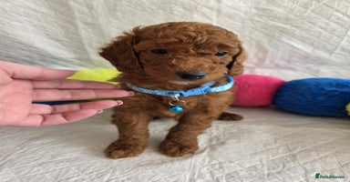 Goldendoodle dogs - Advert 5