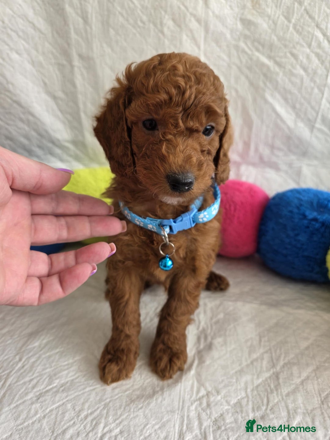 Goldendoodle dogs for sale: 👑Superb Rare Toy/Mini Deepest Red Goldendoodles👑 - Image 17