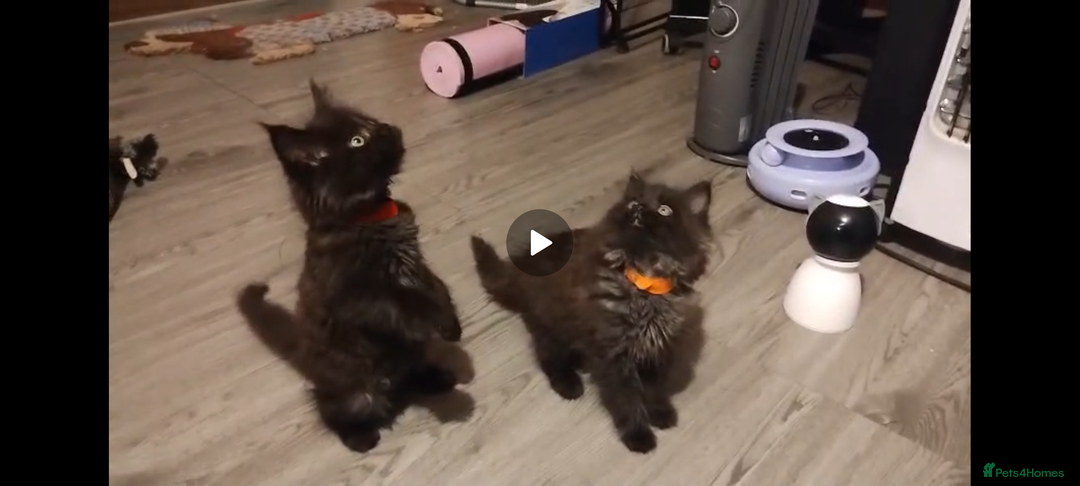 Maine Coon cats for sale: Adorable Maine Coon kittens in Manchester  - Advert 20