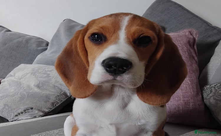 Beagle dogs - Advert 1