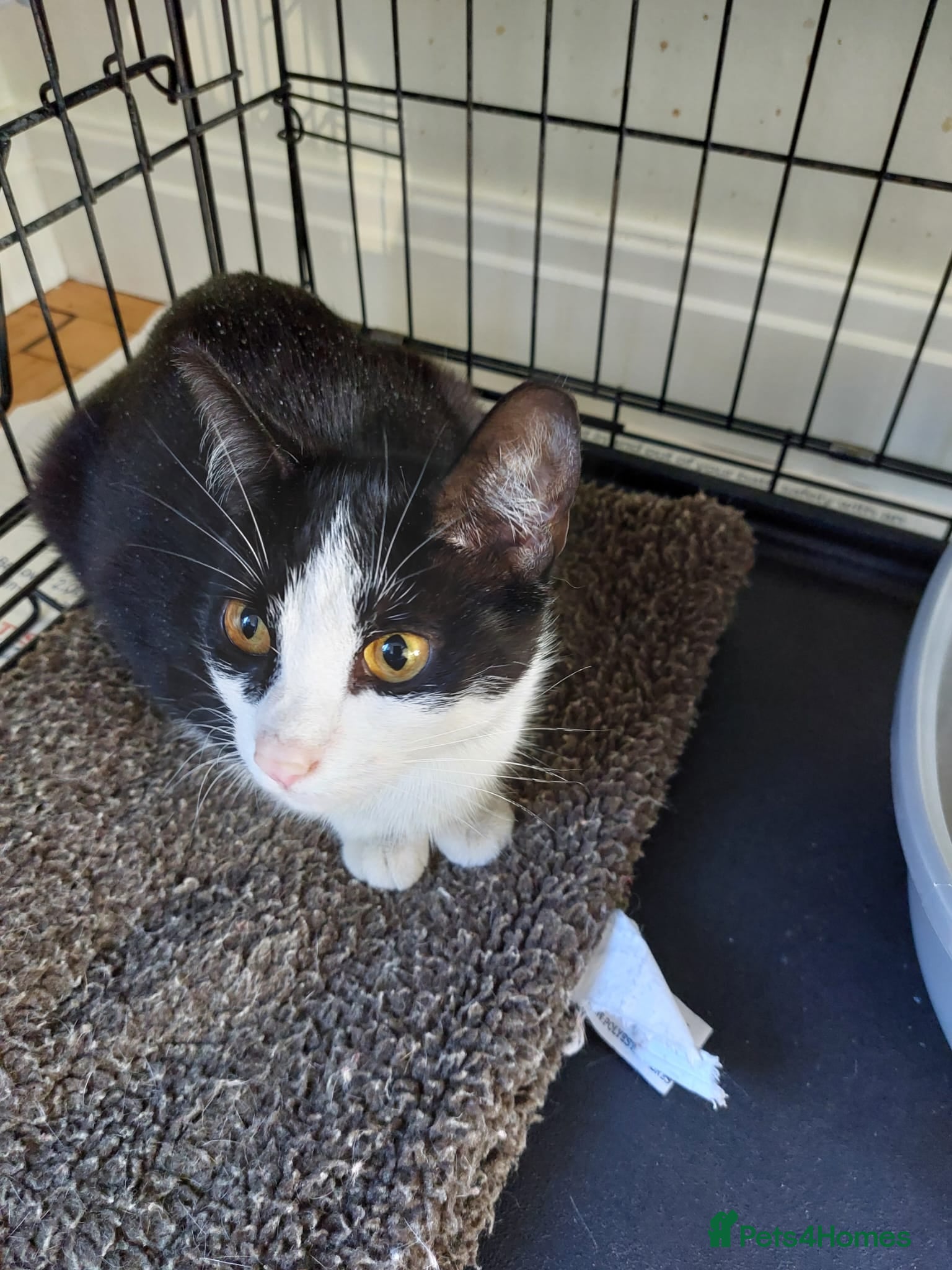 Mixed Breed cats for adoption: Rescue cats for adoption in Potters Bar - Advert 2